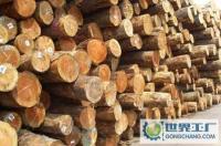 松江九亭木材加工 建筑建材與家具制造的優選材料